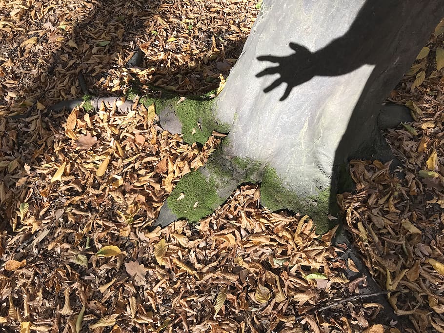 person holding shadow on tree trunk, romania, cluj-napoca, strada nicolae pătrașcu HD wallpaper