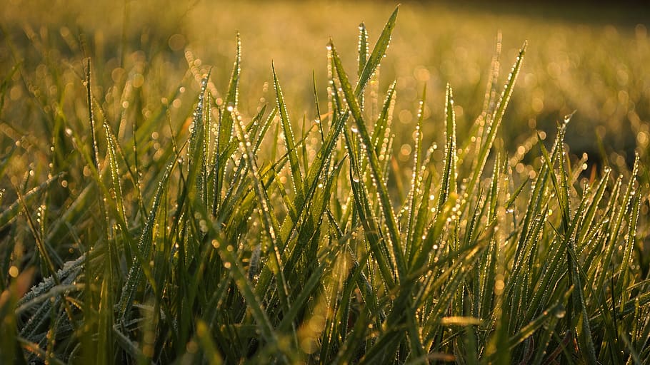 grass, dawn, meadow, nature, sunrise, growth, plant, field HD wallpaper