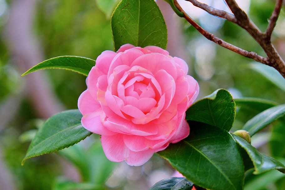 flower, camellia, branches, winter, bud, petal, plant, flowering plant HD wallpaper