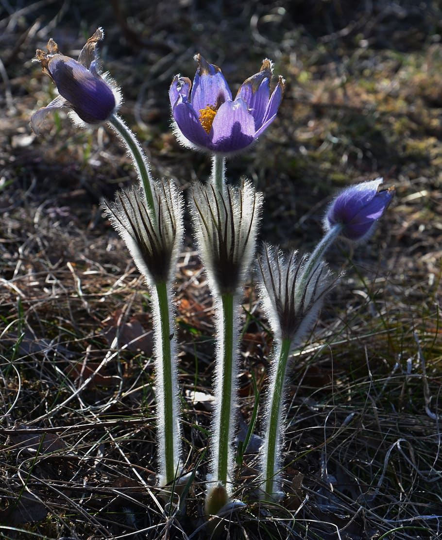 backlight, blue flower, anemone, shadow, spring, nature, protected plant HD wallpaper