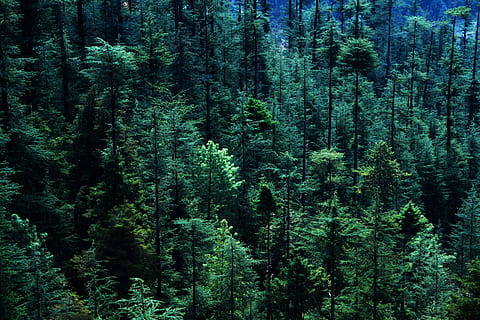 forest, tree, pine tree, aerial view, woodland, pine wood - material HD wallpaper