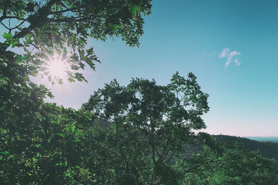 summer, sky, blue, tree, green, landmarks, nobody, beautiful HD wallpaper