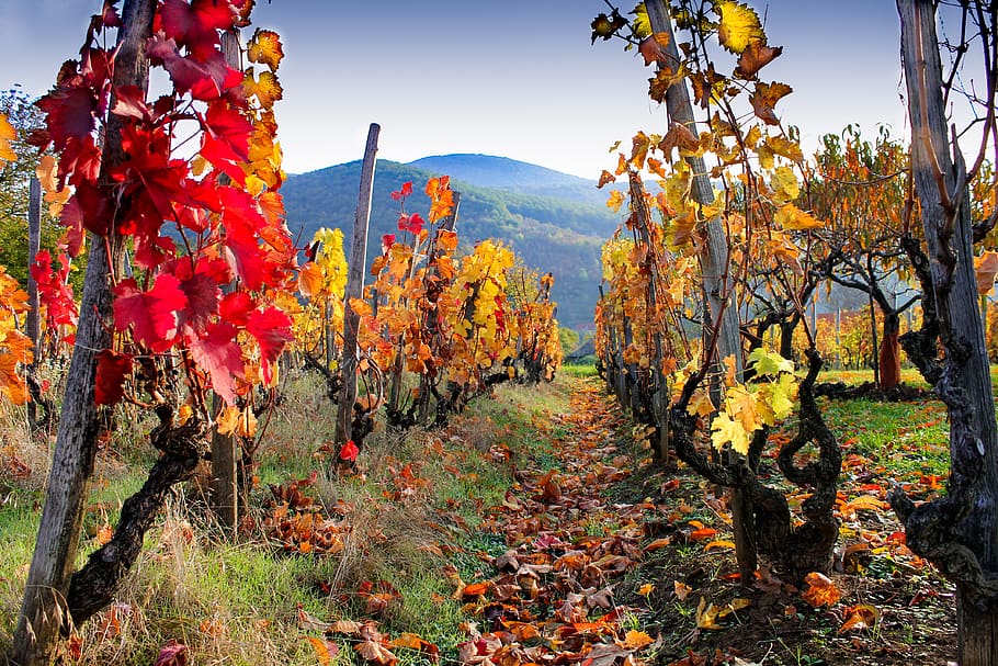 grape, vineyards, autumn colors, autumn leaves, red, yellow, HD wallpaper