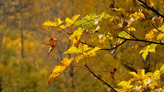 plant, leaf, tree, maple, veins, 65 manse rd, animal, invertebrate HD wallpaper