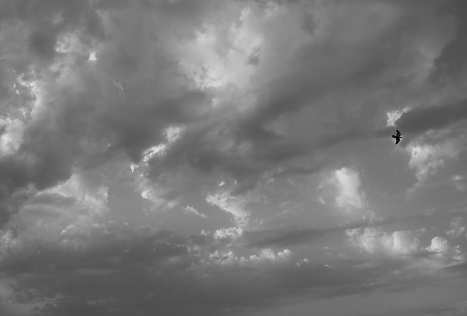 cloud - sky, low angle view, flying, mid-air, beauty in nature HD wallpaper