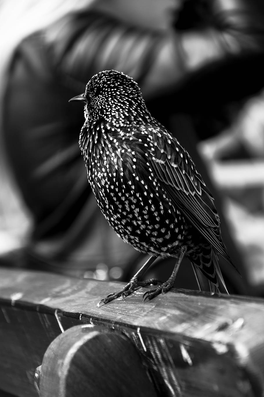 Grayscale Photo of Short Beaked Bird on Wooden Chair, animal, HD wallpaper
