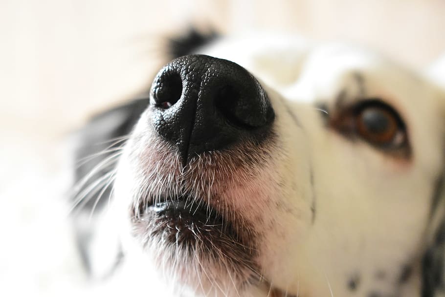 dog face, snout, pet, mammal, canine, animal, food, petlove, sunny HD wallpaper
