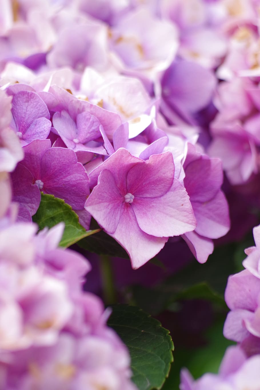 hydrangea, blossom, bloom, pink, close up, mediterranean, bush HD wallpaper