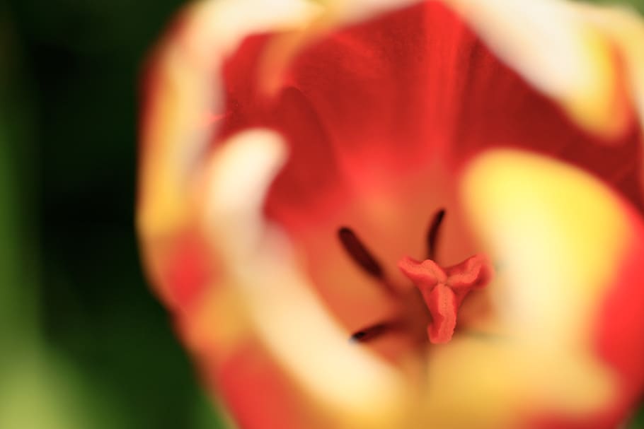 wallpaper, spring, blooming, background, flower, red, tulip HD wallpaper