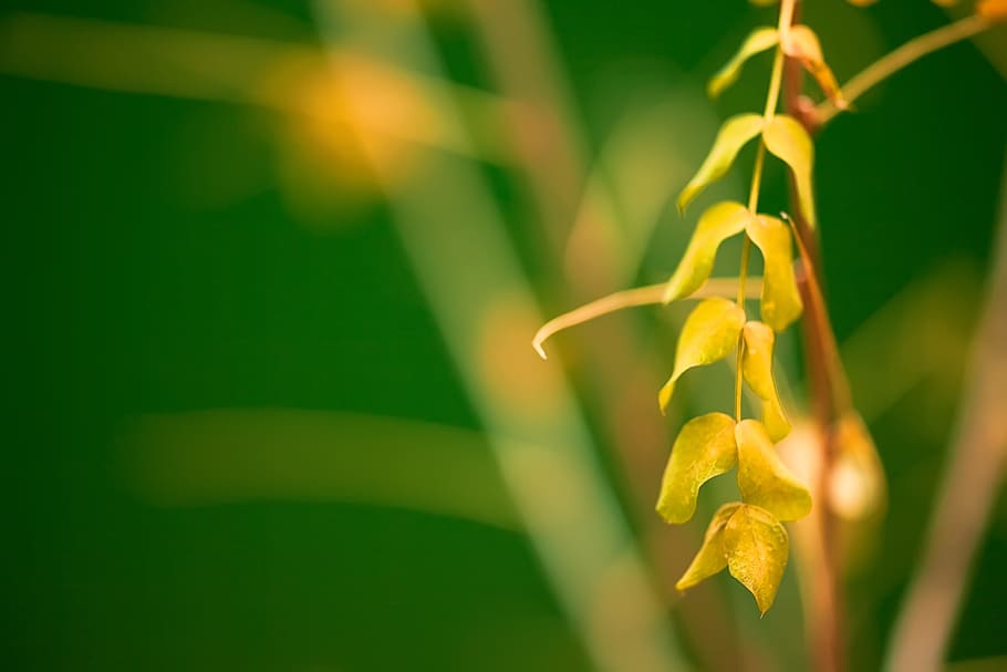leaves, green, nature, flower, detail, yellow, plant, growth HD wallpaper