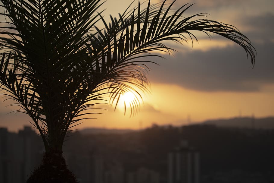 palm tree, sunset, city, urban, landscape, sky, beauty in nature HD wallpaper