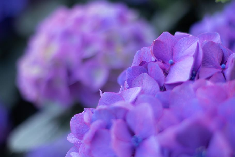 hydrangea, purple, flower, flowering plant, freshness, beauty in nature HD wallpaper