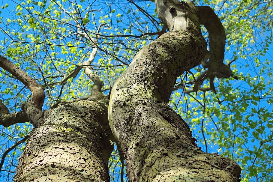log, perspective, bark, forest, spring, sunlight, tree, plant HD wallpaper