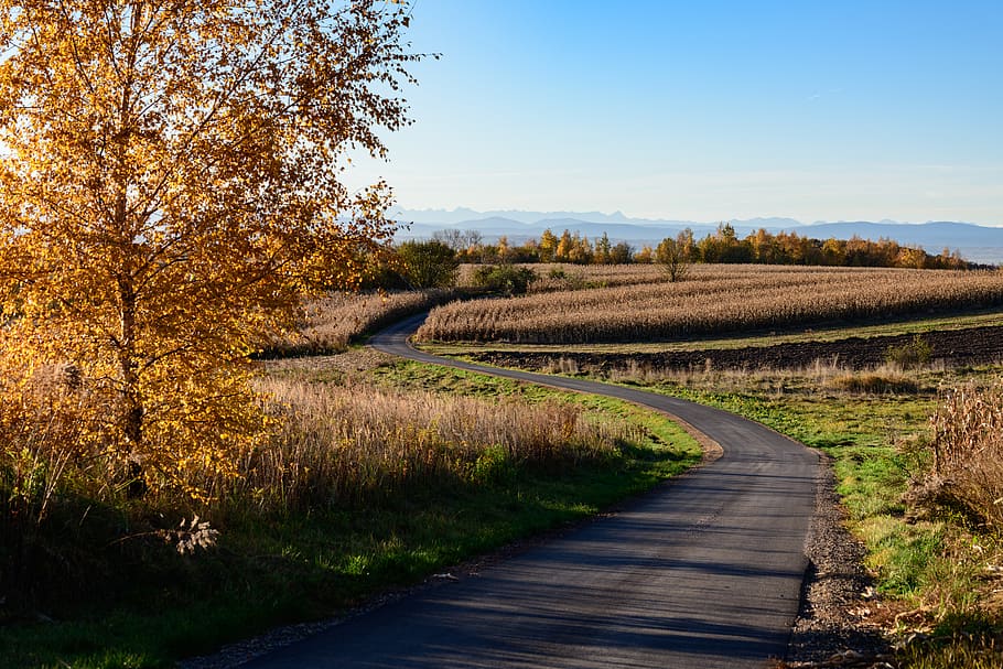 empty road during daytime, plant, tranquility, tranquil scene HD wallpaper