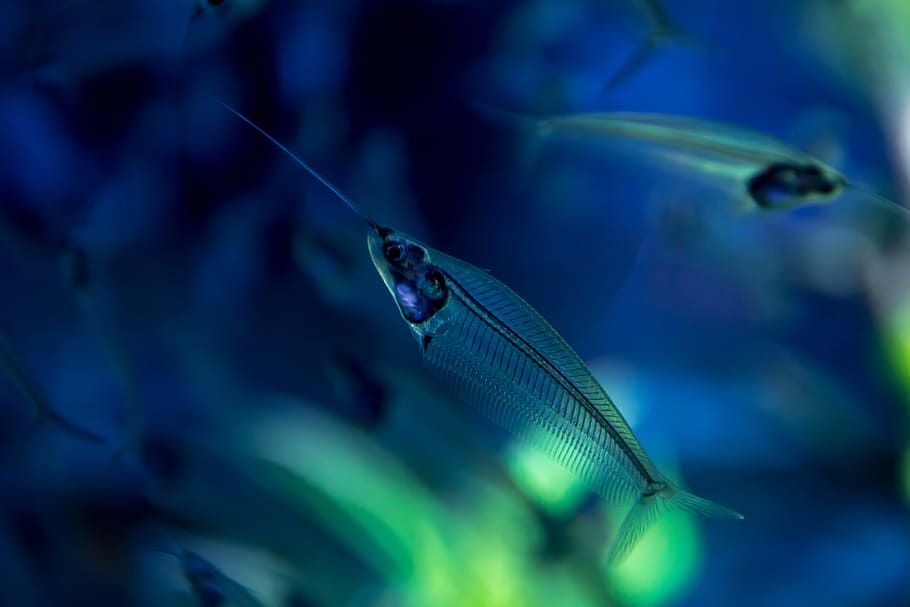 Detail of Sea World. Beautiful transparent small fish, animal themes, HD wallpaper