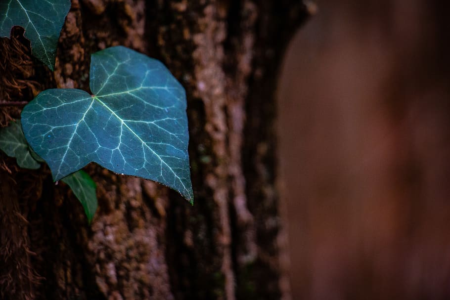 plant part, leaf, close-up, tree, trunk, tree trunk, nature HD wallpaper