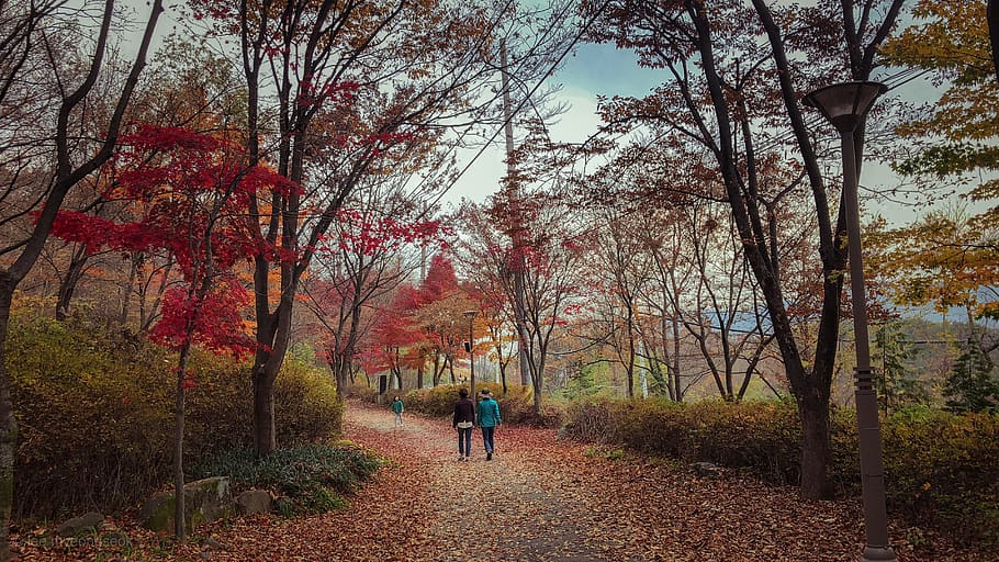 people walking on road, tree, plant, person, human, tree trunk HD wallpaper