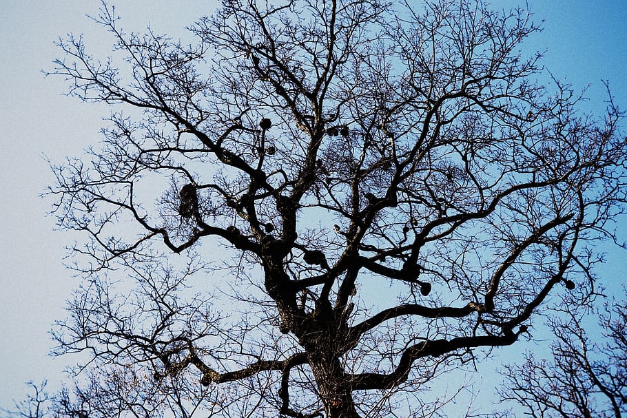 tree, sky, contrast, branch, plant, bare tree, low angle view HD wallpaper