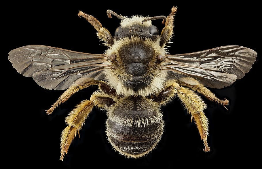 close, closeup, bee, animal, wild, nature, insect, black background HD wallpaper