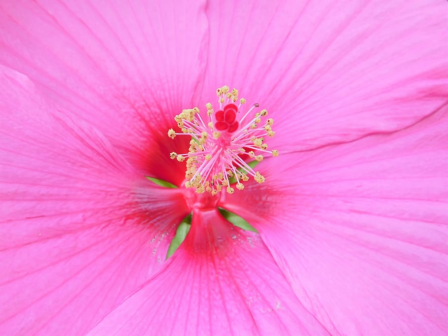 giant hibiscus, luna, flower, blossom, bloom, nature, pink, HD wallpaper
