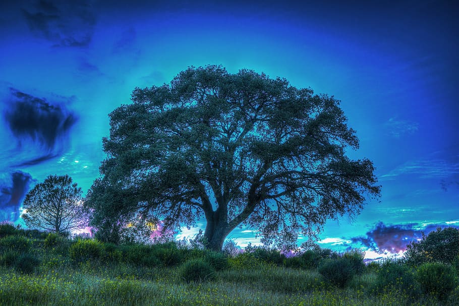 tree, light, lighting, mystic, twilight, plant, sky, tranquility HD wallpaper