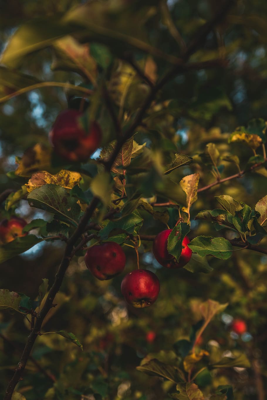 Close-up Photo of Round Red Fruit, blur, branch, bright, colors HD wallpaper