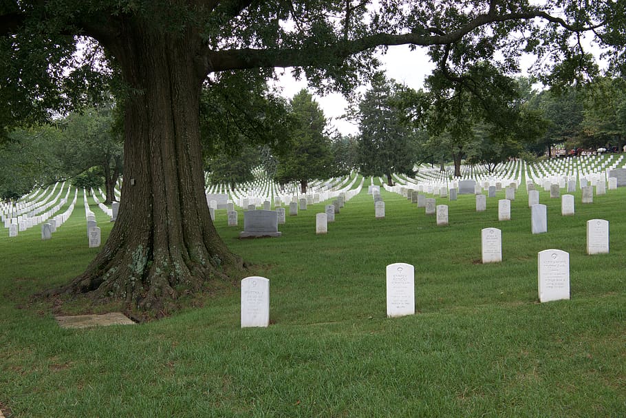 united states, arlington, plant, tree, grass, cemetery, grave HD wallpaper
