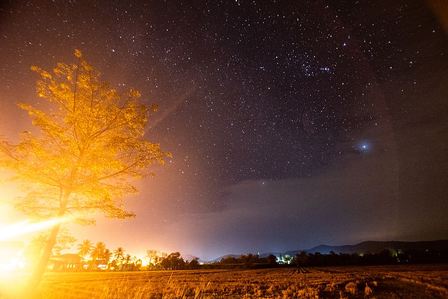 tree under night sky, star - space, beauty in nature, tranquility HD wallpaper