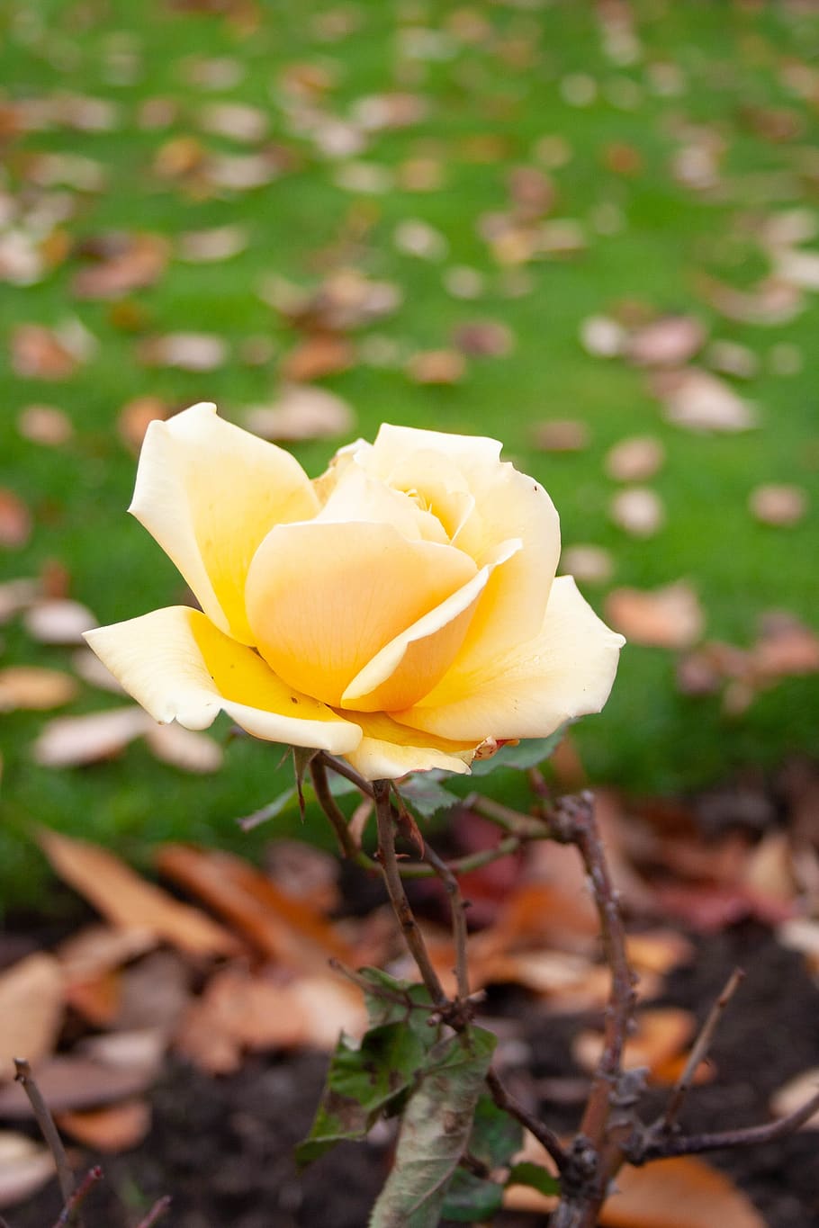 yellow, rose, flower, bloom, romantic, plant, nature, petals HD wallpaper