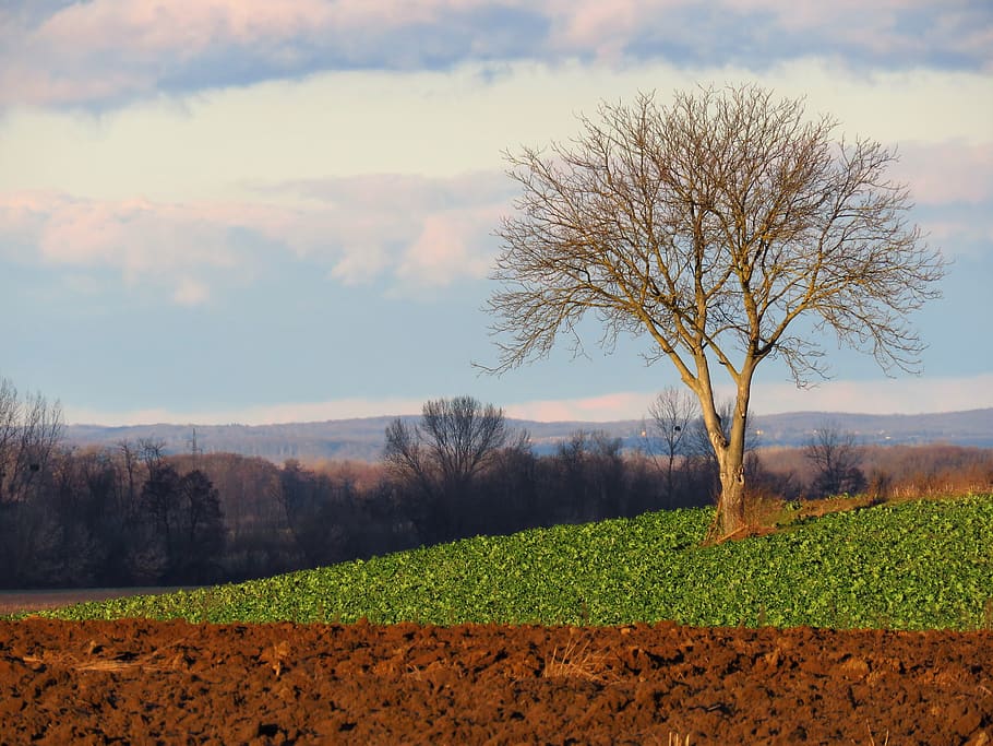 landscape, agriculture, tree, alone, winter is coming, tranquility HD wallpaper