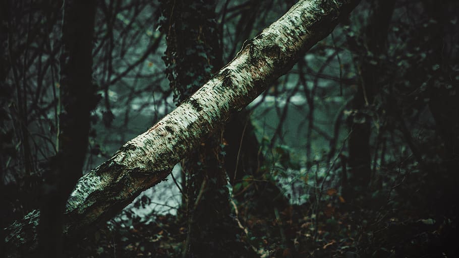 fallen brown tree trunk, beautiful, landscape, woodland, lake HD wallpaper