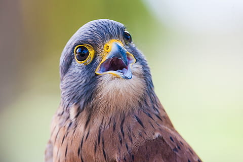 Brown and Gray Bird, animal, close-up, cute, eagle, eyes, falcon HD wallpaper