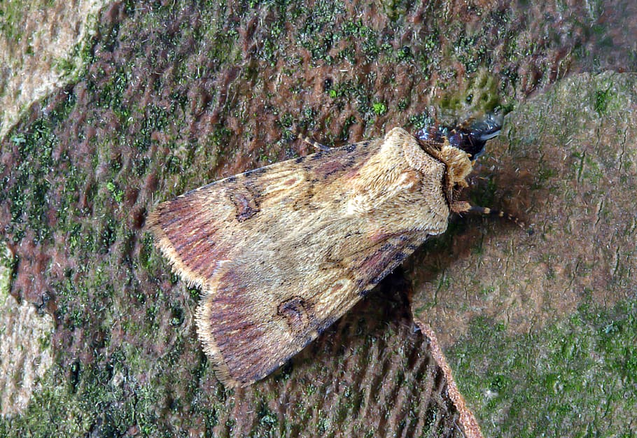shuttle-shaped-dart, moth, wings, pattern, insect, nature, summer HD wallpaper