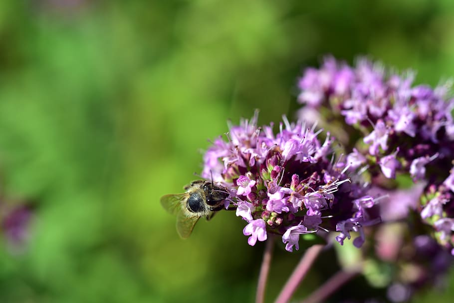 blossom, bloom, bee, insect, flower, nature, plant, macro, garden HD wallpaper