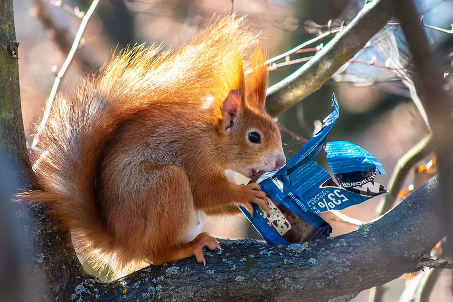 squirrel, chocolate, sugar, delicious, animal themes, animal wildlife HD wallpaper