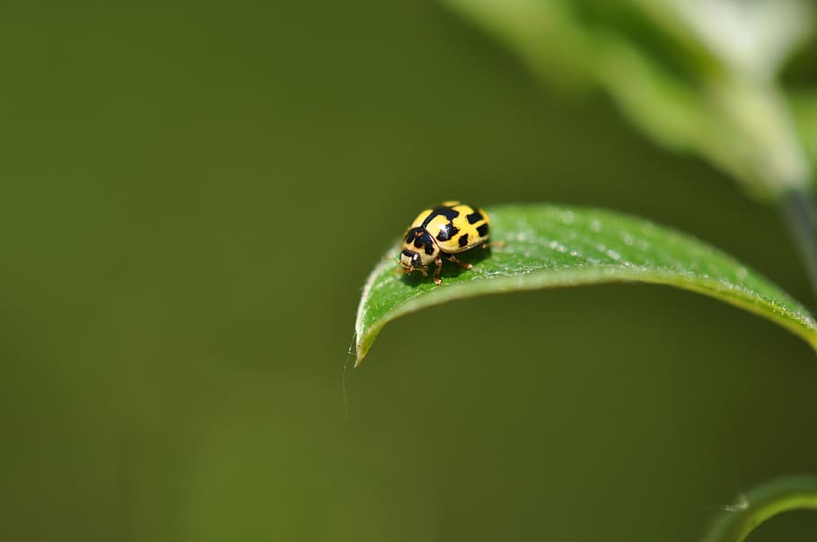 ladybug, nature, beetle, animal, ladybugs, spring, yellow, flocked HD wallpaper