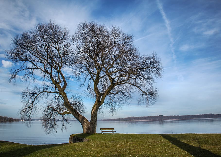 tree, bench, lake, sky, clouds, germany, nature, water, outdoors HD wallpaper