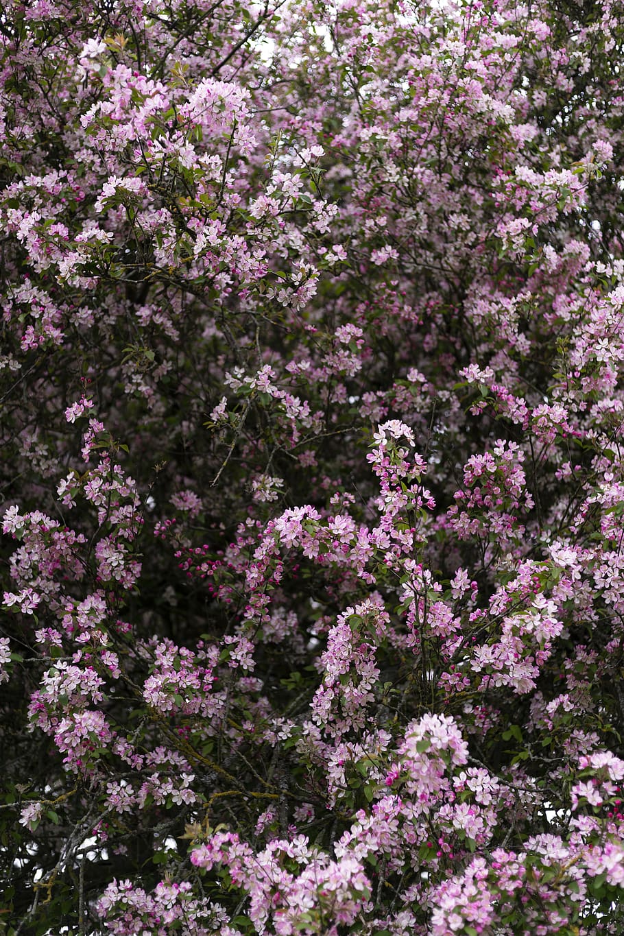 pink flowering trees, plant, blossom, cherry blossom, outdoors HD wallpaper