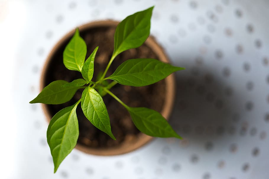 Selective Photography of Green Leaf Plant in Brown Pot, aromatic HD wallpaper