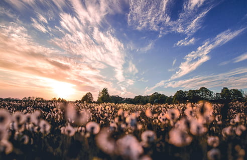 Nature Photography of Flower Field, 4k wallpaper, clouds, cloudscape HD wallpaper