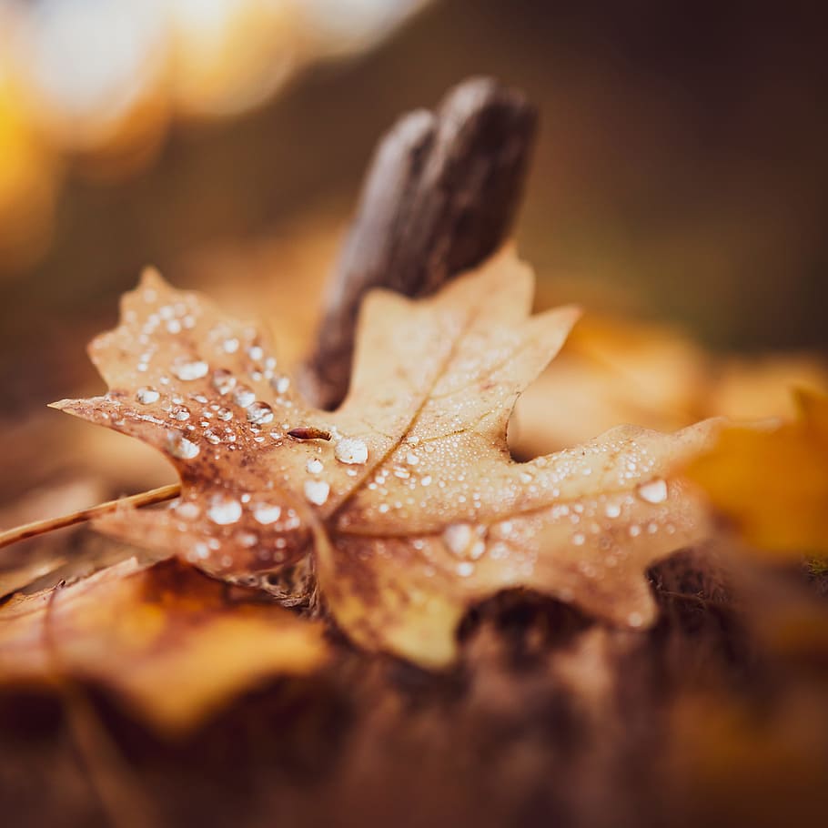 close-up photography of green maple leaf, fall, dew, leafe, nature HD wallpaper