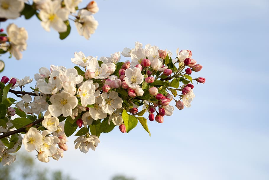 tree, flowering, spring, flowers, pink, branch, nature, plant HD wallpaper