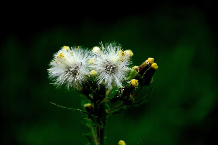 dandelion, seeds, nature, macro, grass, flower, flowering plant HD wallpaper