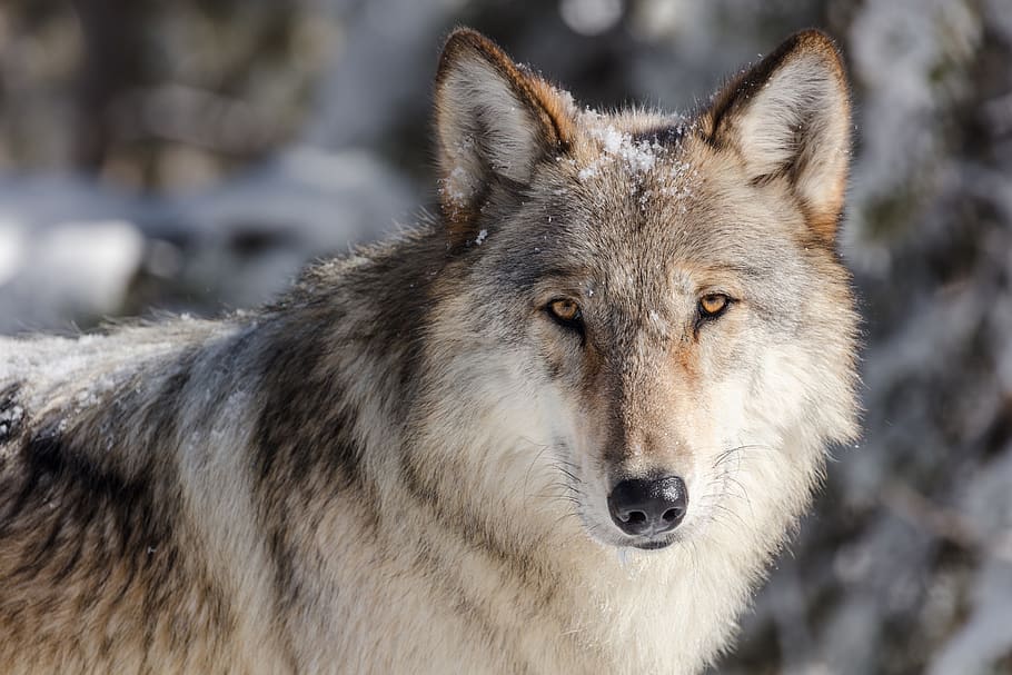 wolf, lone, predator, wildlife, nature, lupus, looking, fur