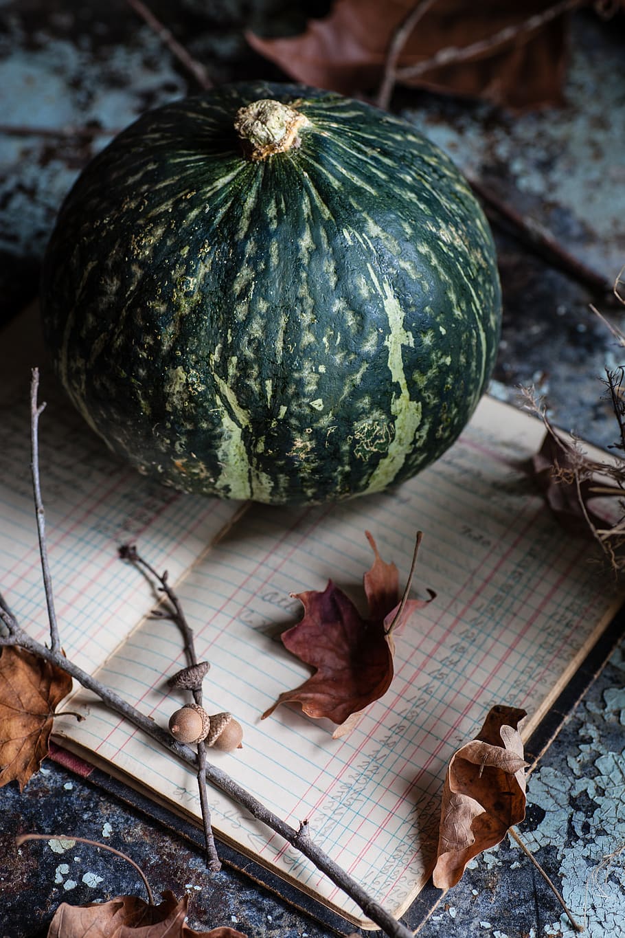 green pumpkin, plant, food, produce, vegetable, fruit, pet, dog HD wallpaper