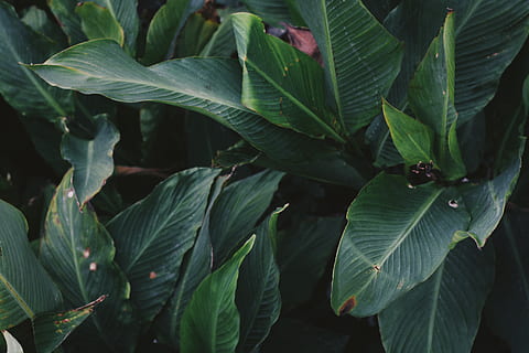 flower, jungle, vsco, background, wallpaper, green, botanical HD wallpaper