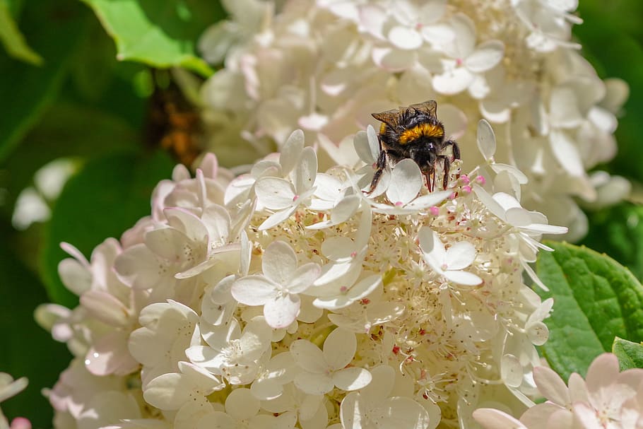 september hydrangea, bumble-bee, summer, flower, insect, pollination HD wallpaper