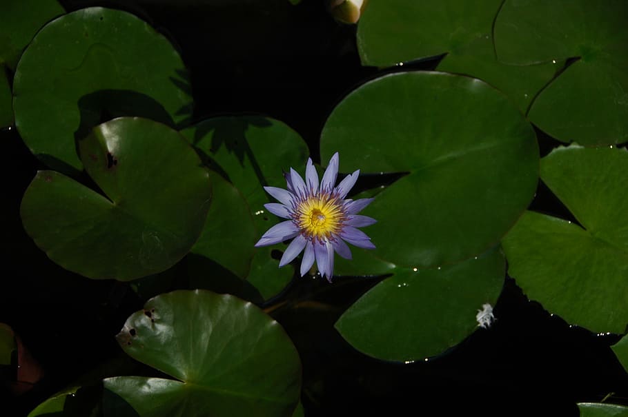 flower, flowering plant, leaf, plant part, vulnerability, beauty in nature HD wallpaper
