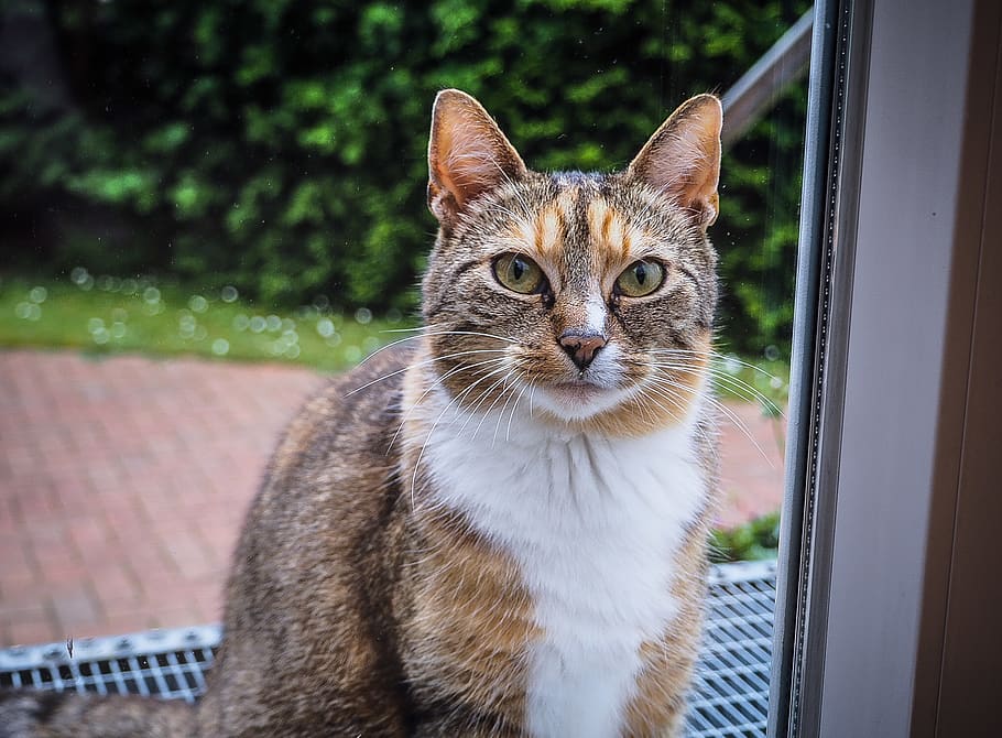 cat, photography, cute, pets, domestic cat, domestic animals HD wallpaper