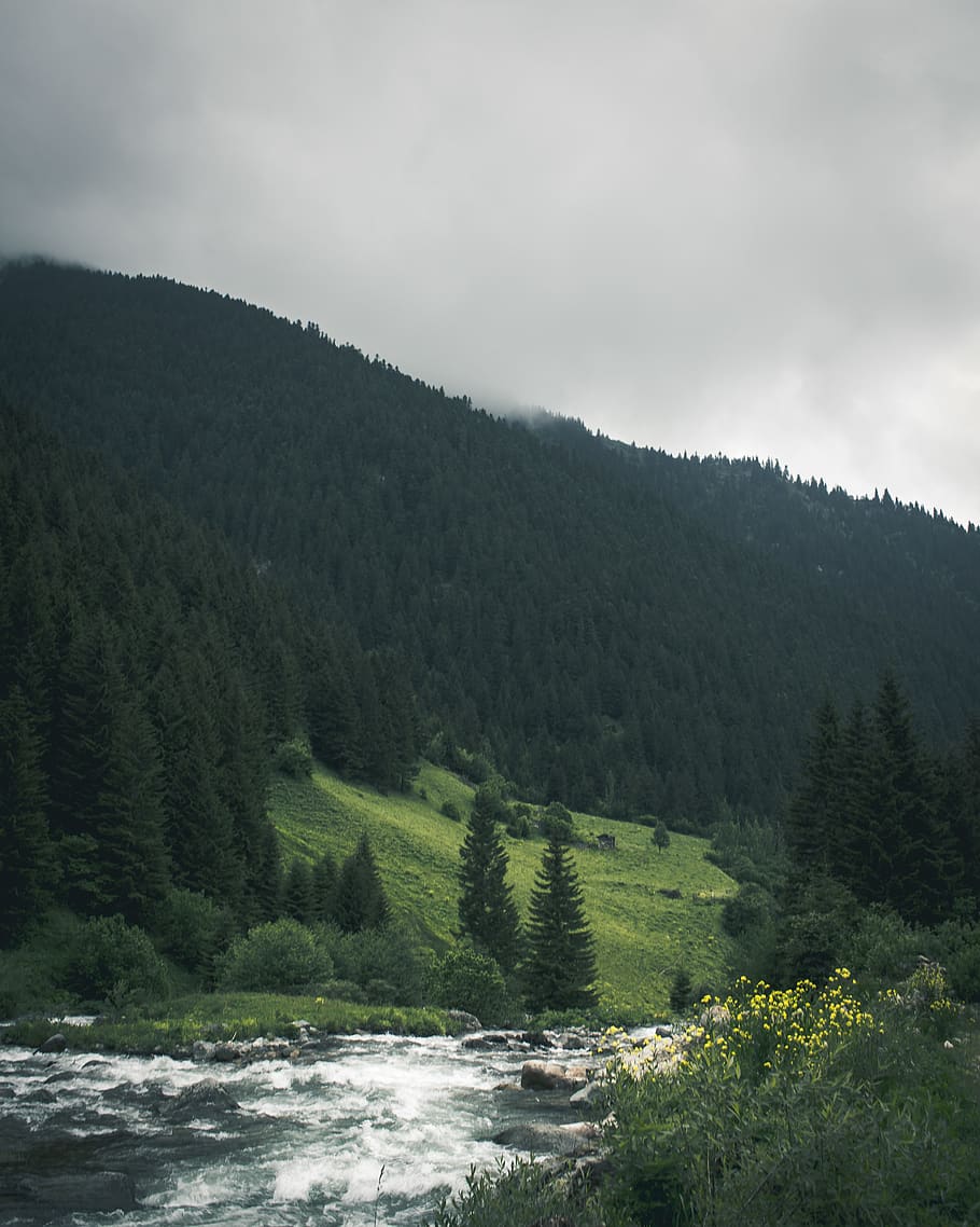 Green Pine Trees Near Body of Water, clouds, countryside, daylight HD wallpaper